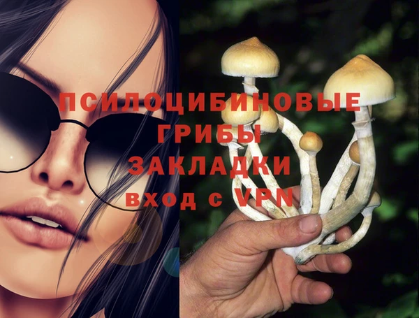стаф Алзамай