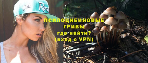стаф Алзамай